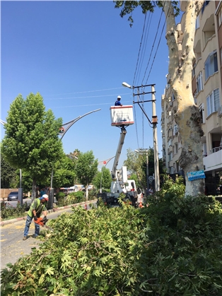 Elektrik Kesintisi Yaşanmaması İçin Ağaçlar Budanıyor