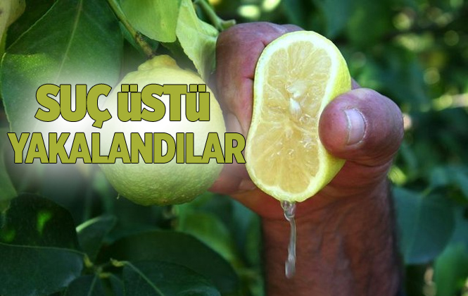 Mersin’ Tarsus’ta Limon Hırsızlarına Suçüstü