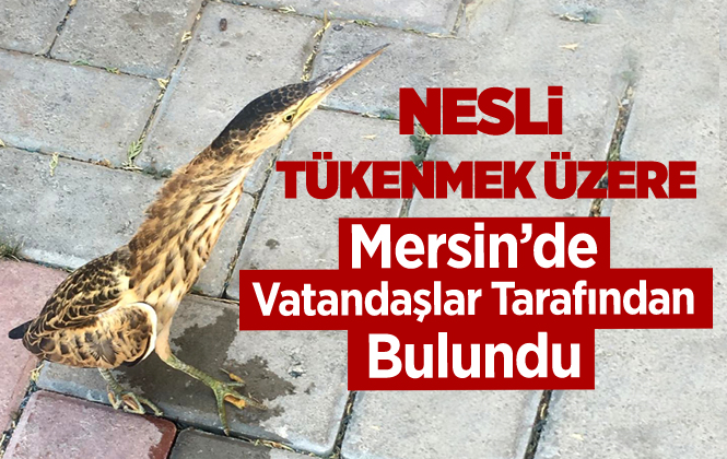 Mersin'de Nesli Tehlike Altındaki Kuş Türü Bulundu