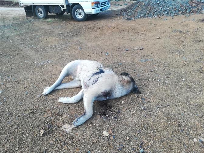 Vicdansızlar! Mersin’de Yavru Köpeği Tüfekle Vurarak Öldüler