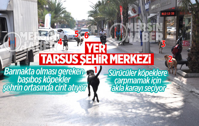 Tarsus'ta Başıboş Köpekler Tehlike Saçıyor