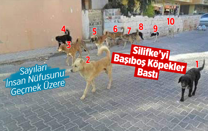 Silifke’de Başıboş Köpekler Tehlike Saçıyor