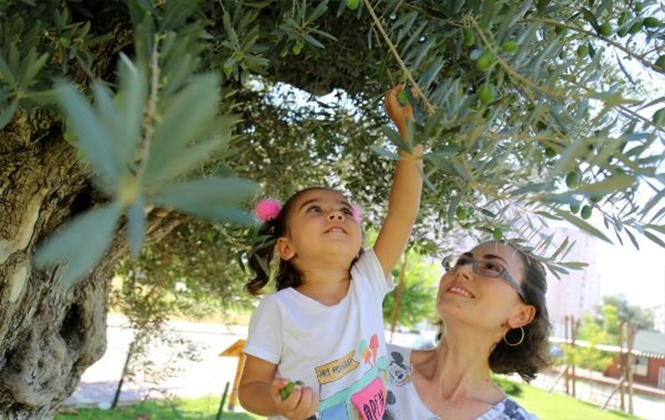 Mersin’de 1300 Yıllık Anıt Zeytin Ağacı Meyve Verdi
