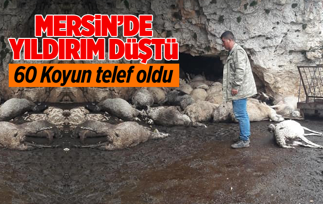 Mersin Anamur’da Yıldırım Düştü 60 Koyun Telef Oldu