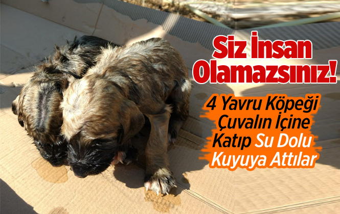 Mersin'de 4 Yavru Köpeği Çuvala Koyup, Kuyuya Attılar