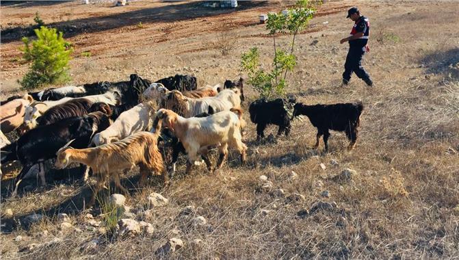Arazide Koyunları Kaybolan Vatandaşın, Yardımına Jandarma Koştu