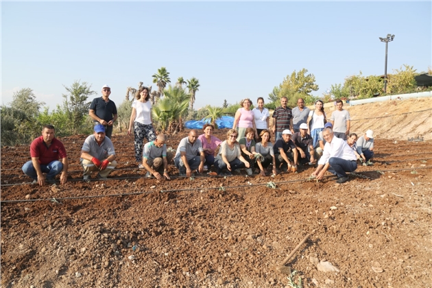 Mezitli’de Enginar Üretimine Başlandı