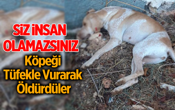 Mersin Tarsus'ta Köpeği Tüfekle Vurarak Öldürdüler