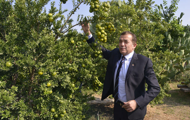 Mersin'de Belediye Bahçesinde Narenciye Yetişiyor