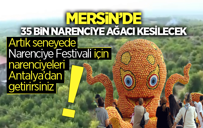 Mersin’de 35 Bin Narenciye Ağacı Kesilecek İddiası