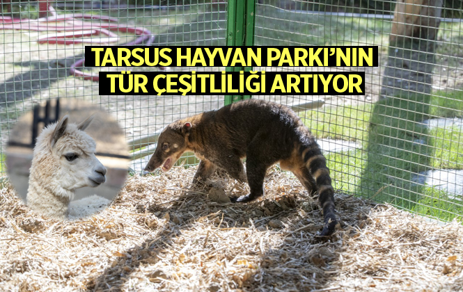 Tarsus Hayvan Parkı’nın Tür Çeşitliliği Artıyor