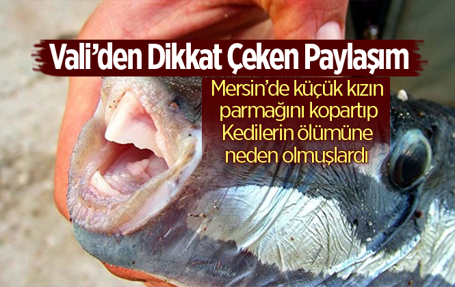 Antalya Valisi Münir Karaloğlu'ndan Dikkat Çeken Balon Balığı Paylaşımı