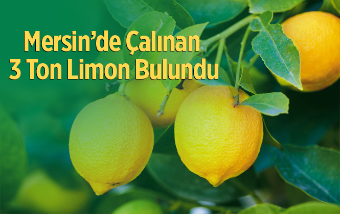 Mersin'de Çalınan 3 Ton 300 Kilo Limon Bulundu