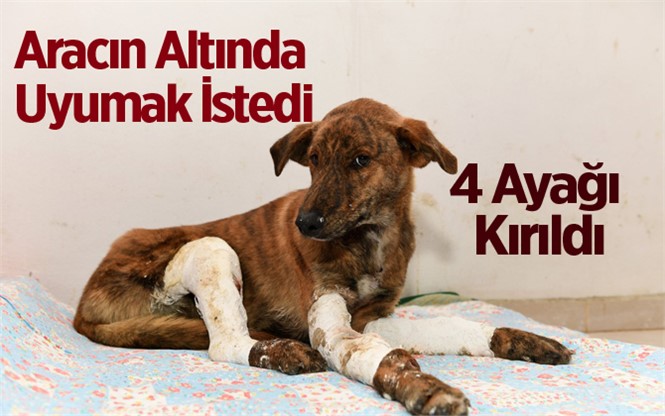 Sığındığı Otomobilin Altında 4 Bacağı da Kırıldı