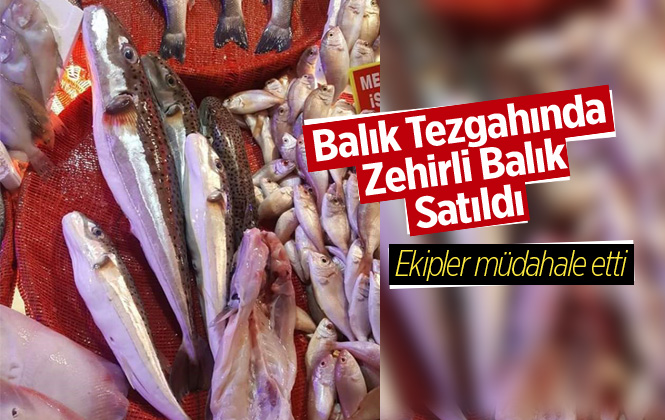 Antalya Döşemealtı İlçesinde Pazarda Balon Balığı Satıldı