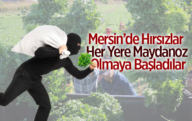 Mersin Tarsus'ta 70 Kasa Maydanoz Çalındı
