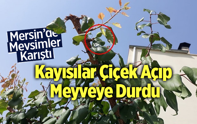 Mersin'de Anamur'da Kayısı Ağacı Çiçek Açıp Meyve Verdi