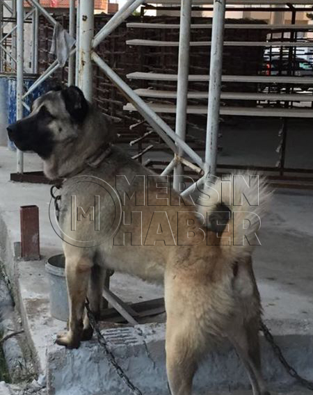 Mersin'de Aracın Arkasından Sürüklenen Köpek Çalıntı Çıktı İddiası