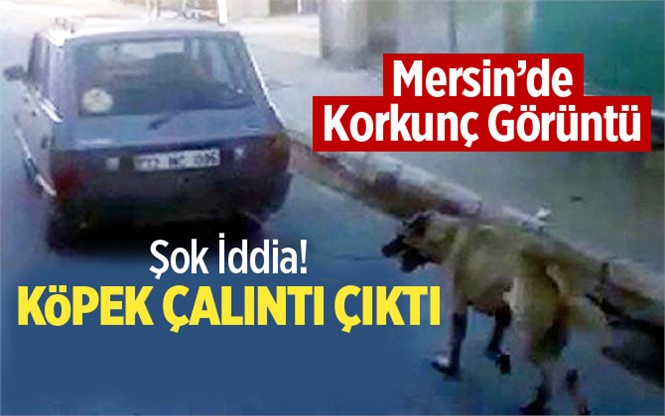 Mersin'de Aracın Arkasından Sürüklenen Köpek Çalıntı Çıktı İddiası