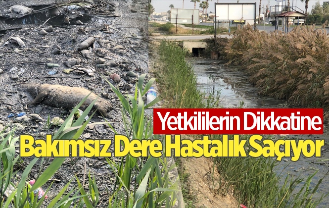 Mersin'de Bakımsız Dere Hastalık Saçıyor