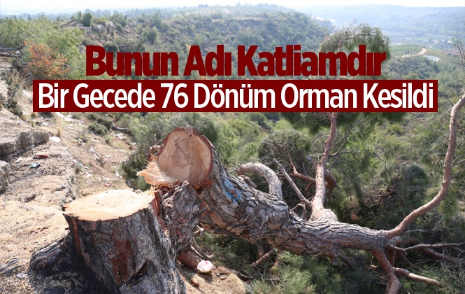 Mersin'de 76 Dönüm Kızılçam Ormanı Bir Gecede Kesildi