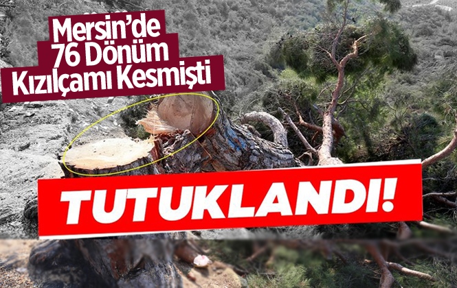 Mersin'de 72 Dönümlük Ormanlık Alanda Ağaçları Kesen Şahıs Tutuklandı