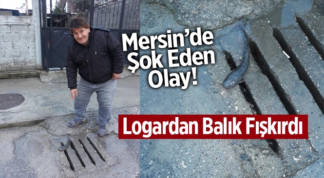 Mersin Tarsus'ta Kanalizasyon Logarından Balık Fışkırdı