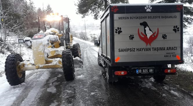 Mersin'de Yaralı Köpek, Veterinerlik ve Karla Mücadele Ekipleri Tarafından Kurtarıldı