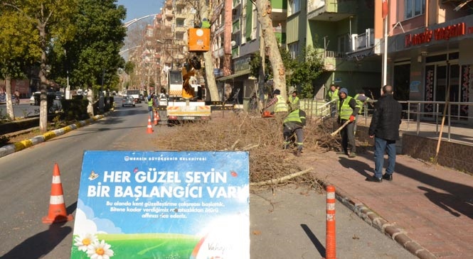 Mersin'de Zararlılar Tarafından İçi Kurutulan Ağaçlar, Önlem Amaçlı Olarak Kesiliyor