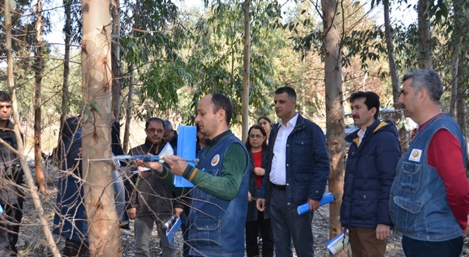 Mersin Orman Bölge Müdürü Akduman Okaliptüs Sahalarını İnceledi