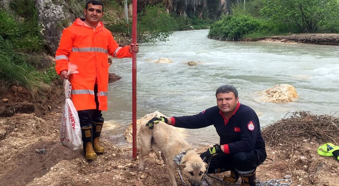 Mahsur Kaldığı Yerde 6 Yavru Doğurdu! Büyükşehir’den 6 Yavrulu Kurtarma Operasyonu