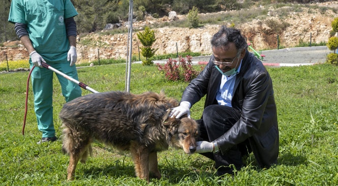 Seymen Köpeğin Tuzla Buz Olan Bacağı 40 Günlük Zorlu Tedaviyle Kurtarıldı