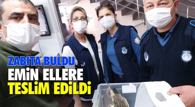 Mersin Mezitli'de Zabıta Ekipleri Yaralı Balabanı Kurtardı