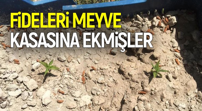 Jandarma, Mersin Mut İlçesi Haydarköy'de Yasa Dışı Ekilmiş Kenevir Fidesi Yakaladı