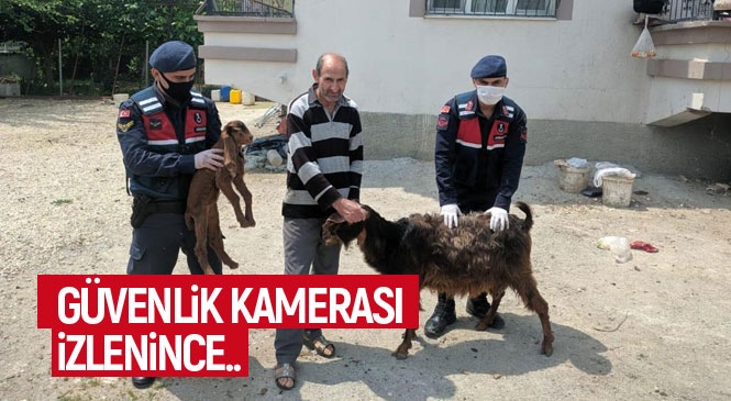 Mersin Tarsus'ta Hırsızların Çaldığı Küçükbaş Hayvanlar, Jandarmanın Olayın Yaşandığı Bölgedeki Güvenlik Kamerasını İzlemesiyle Bulundu