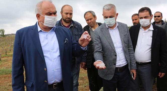 Erdemli’de Yaşanan Dolu Afeti Sonrası Başkan Tollu’dan Çiftçilere Ziyaret