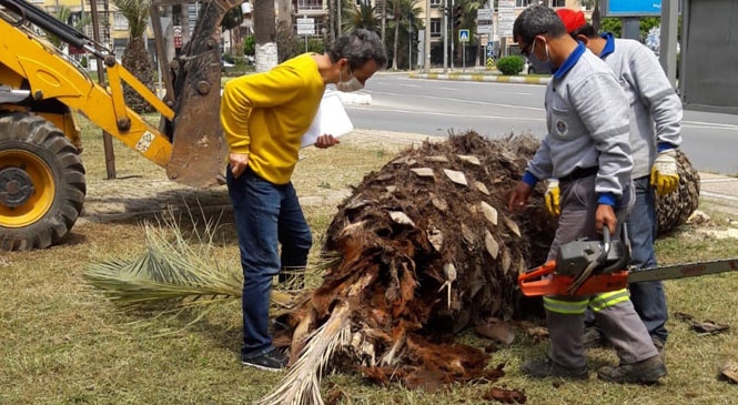 Büyükşehir, Yenişehir’deki Palmiye Kırmızı Böceği Tespit Edilen Ağaçları İmha Etti