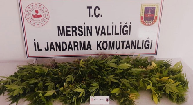Mersin Tarsus'ta Yasa Dışı Ekilmiş Kenevir Bitkisi Yakalandı