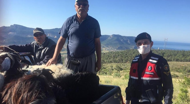 Mersin Silifke'de Üreticiye Ait Kayıp Küçükbaş Hayvanlar Jandarma Tarafından Bulunarak Sahibine Teslim Edildi