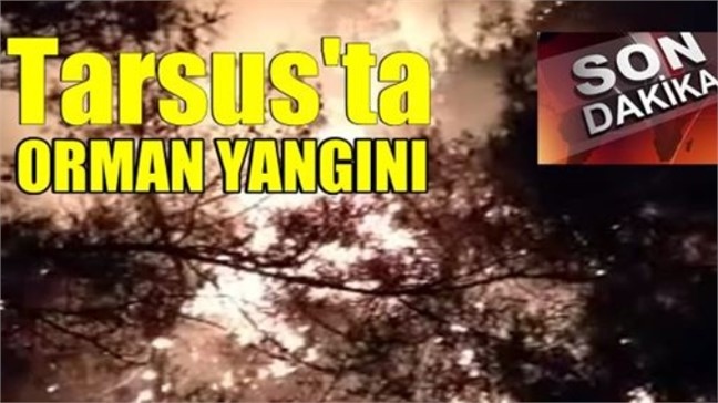 Mersin Tarsus’un Akçakocalı Mahallesi Yakınlarında Akşam Saatlerinde Orman Yangını Çıktı