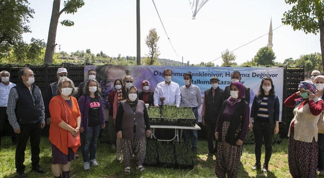 Mersin’in Mor Tarlalarından Güney’e Lavanta Kokusu Yayılacak! Mersin Büyükşehir’den Üreticiye 100 Bin Lavanta Fidesi Desteği