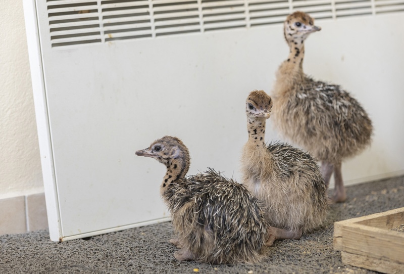 Doğum Yeri Mersin Tarsus! Tarsus Doğa Parkı’nda Gözlerini Dünyaya Açan 3 Deve Kuşu Yavrusu 7 Aylık Oldu
