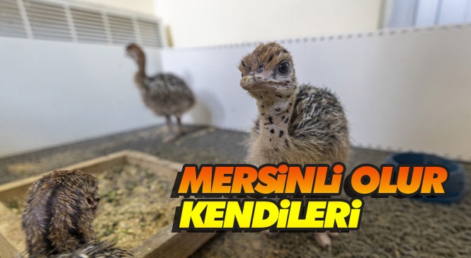 Doğum Yeri Mersin Tarsus! Tarsus Doğa Parkı’nda Gözlerini Dünyaya Açan 3 Deve Kuşu Yavrusu 7 Aylık Oldu