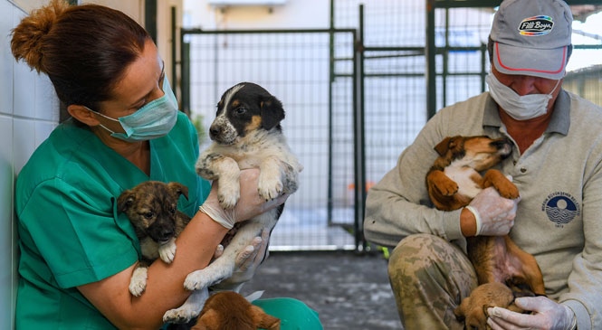 Büyükşehir Ekipleri, Bayramı Sokaktaki Can Dostların Yanında Kutladı! Büyükşehir, 4 Günlük Sokağa Çıkma Yasağında 8 Bin Kilogram Mamayı Kedi ve Köpeklere Ulaştırdı