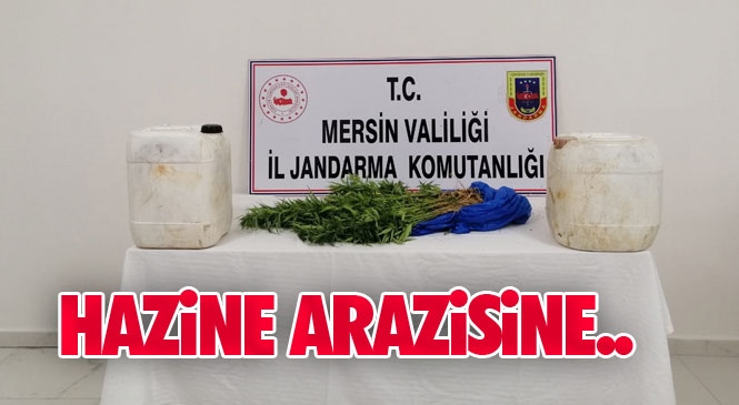 Mersin Silifke'de Hazine Arazisine Yasadışı Ekilmiş 73 Kök Hint Keneviri Bitkisi ve 30 Gram Kubar Esrar Ele Geçirildi