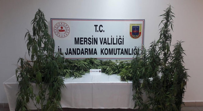 Jandarma Ekipleri Tarsus'ta Yasadışı Ekilmiş Hint Keneviri Bitkisi Ele Geçirdi