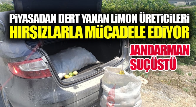 Kiraladıkları Araçla Mezitli'deki Limon Bahçelerine Hırsızlığa Gelen "Limon Hırsızları" Jandarma Ekiplerince Suçüstü Yakalandı