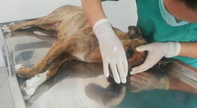 Mersin'de Domuzun Saldırısına Uğrayan Köpeğe Estetik Ameliyat! Ağzı ve Burnu Domuz Tarafından Parçalanan Köpeğin İmdadına Büyükşehir Yetişti