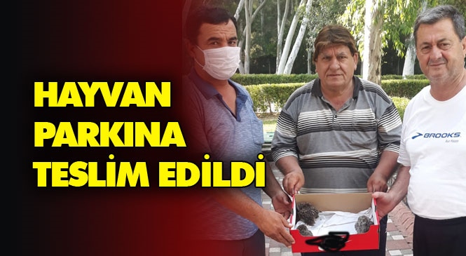 Mersin Tarsus’ta Mahalle Muhtarı Sabah Sporunda Rastladığı Yavru Baykuşları Hayvan Parkı Yetkililerine Teslim Etti