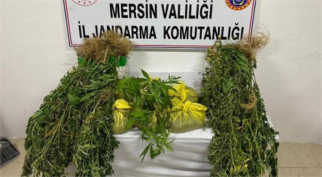 Mersin’de Evlerinde ve Ormanlık Alanda Yasadışı Kenevir Yetiştiren Şahıslara Operasyon